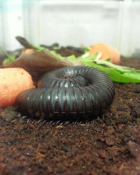 Insectropolis