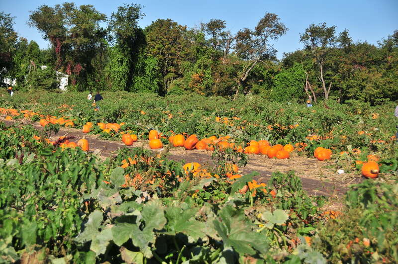 Atlantic Farms