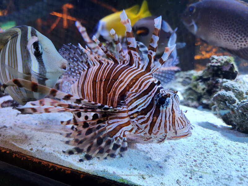 Jenkinson's Aquarium