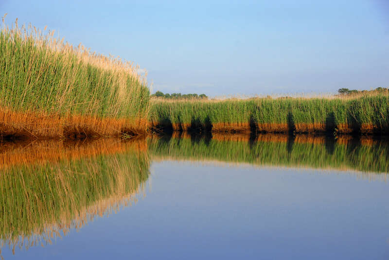 Manasquan River Wildlife Management Area (WMA)