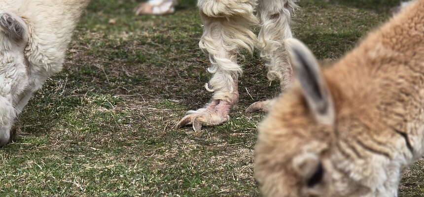 Spending an afternoon with Alpacas On Allaire in Wall, NJ