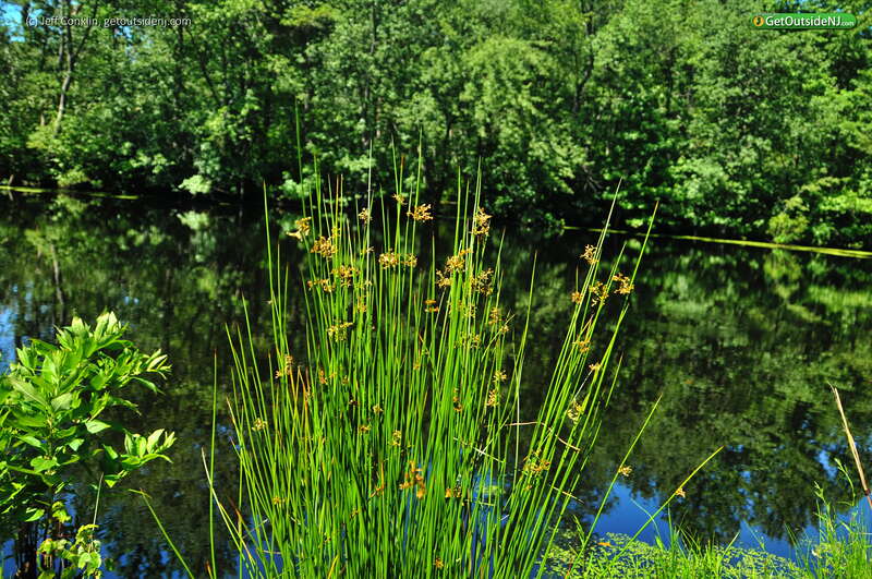 Bear Swamp Natural Area