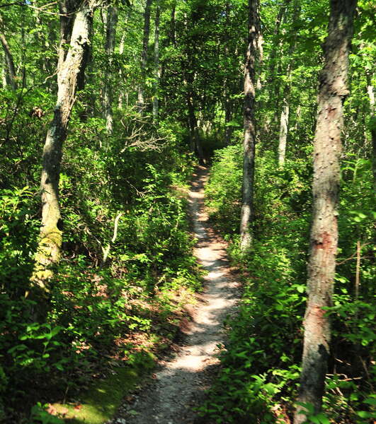 Multiuse Trails in Allaire State Park