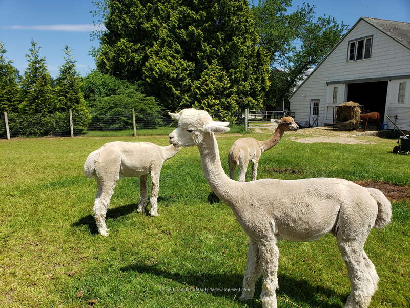 Alpacas on Allaire